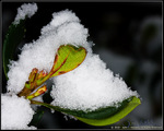 DigitalScape Photography